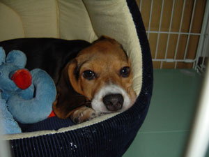 1109048993_200x150.jpg (300 x 225)