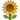 sunflower テスト