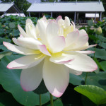 001 150x150 古代蓮