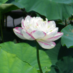 002 150x150 古代蓮