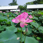 003 150x150 古代蓮