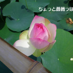 004 150x150 古代蓮