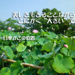 007 150x150 古代蓮