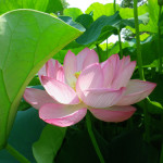 009 150x150 古代蓮