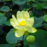 011 150x150 古代蓮