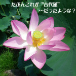 013 150x150 古代蓮