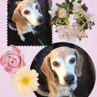 去年12月頃の武蔵さん