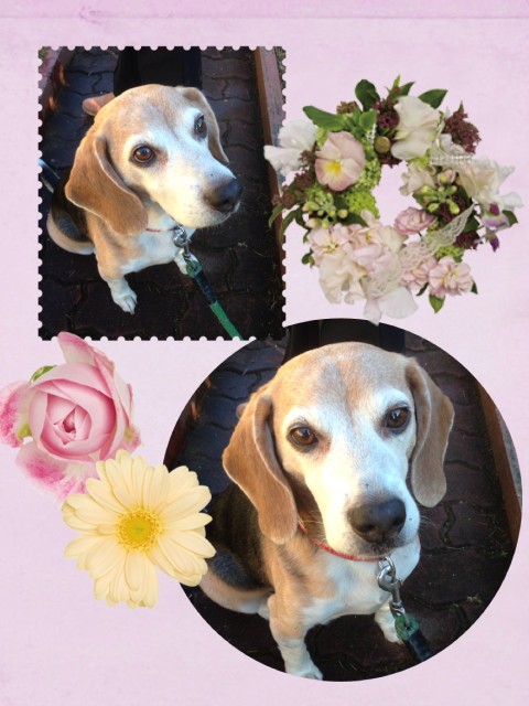 11261431 086 480x640 去年12月頃の武蔵さん