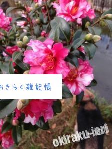 image9 225x300 花と武蔵