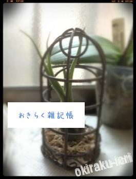 20140226 120909 265x350 今日のエアプランツ