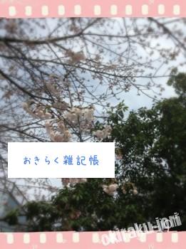 20140329 132622 261x350 お花見、間に合うかな？