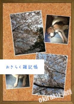 20140406 173007 249x350 桜と今日の武蔵