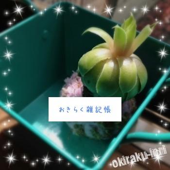 苔玉 20140416 005318 350x350 苔玉