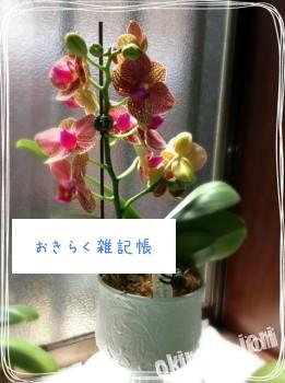 20140417 113639 261x350 今日の蘭