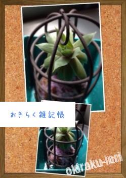 20140509 123656 249x350 今日の苔玉