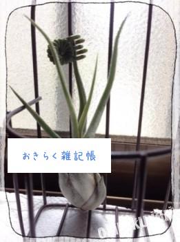 20140524 115450 261x350 今日のエアプランツ