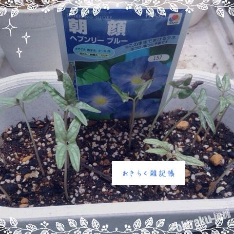 どんどん出て来たー(゚□゚) 20140605 122530 どんどん出て来たー(゚□゚)