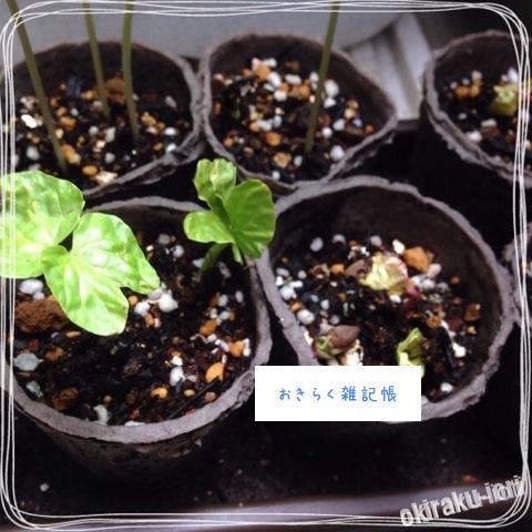 こっちもやっと出て来たー 20140609 162359 こっちもやっと出て来たー