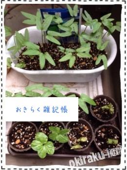 今日のアサガオ 20140610 222529 261x350 今日のアサガオ