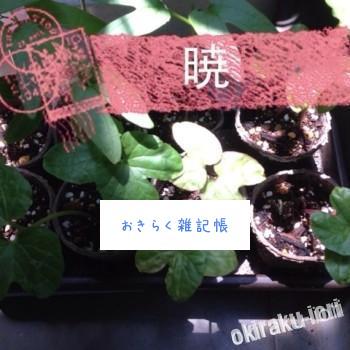 20140613 143445 350x350 今日の朝顔