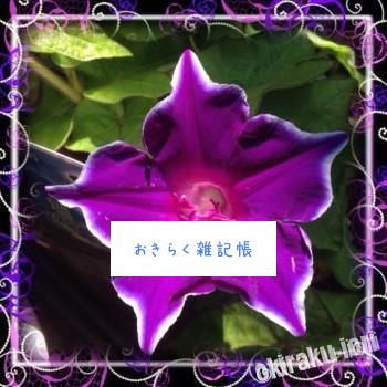 20140613 143454 350x350 今日の朝顔