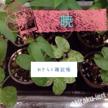 20140615 130625 350x350 今日の朝顔