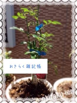 今日のリュータン 20140615 135045 261x350 今日のリュータン