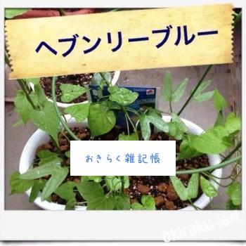 今日のアサガオ 20140626 151646 350x350 今日のアサガオ