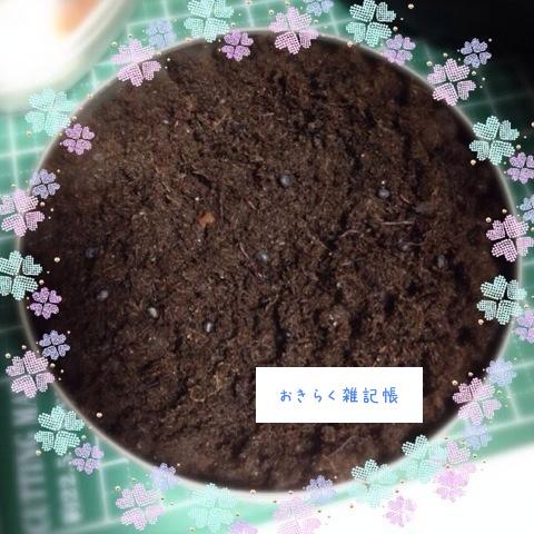 マルさぼちゃん／おきらく雑記帳