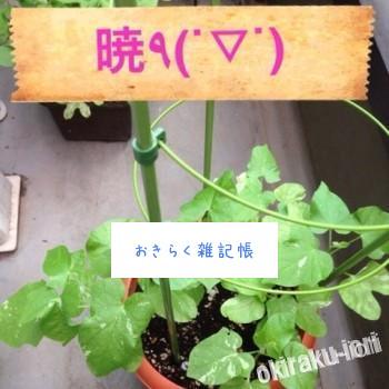 20140704 135106 350x350 今日のアサガオ達