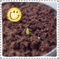 マルさぼちゃん、芽が出ました