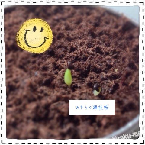 マルさぼちゃん／おきらく雑記帳