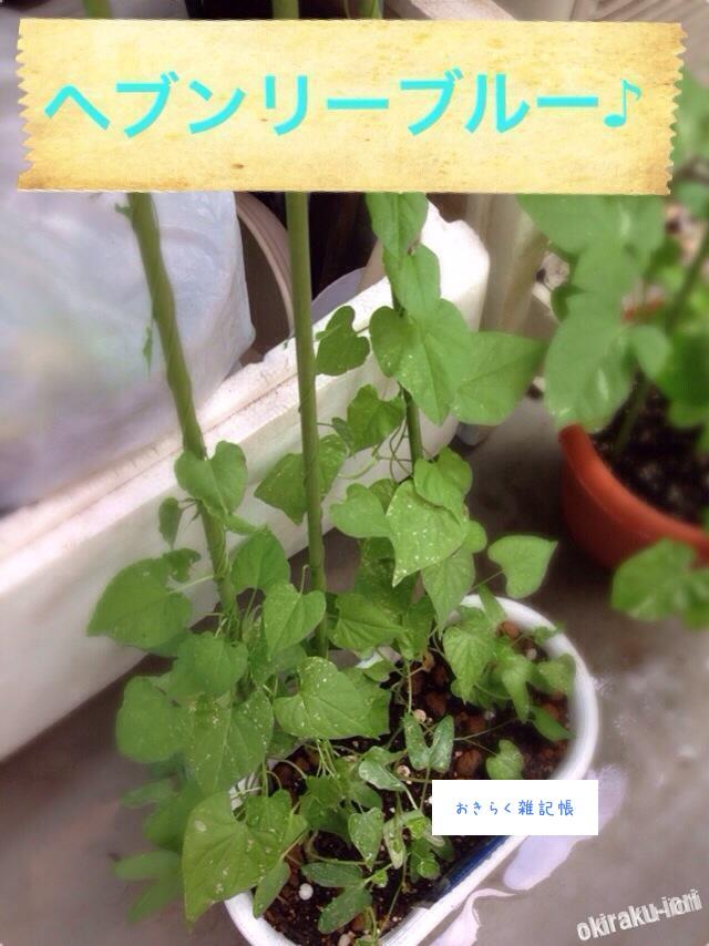 今日のアサガオ達 20140712 112215 今日のアサガオ達