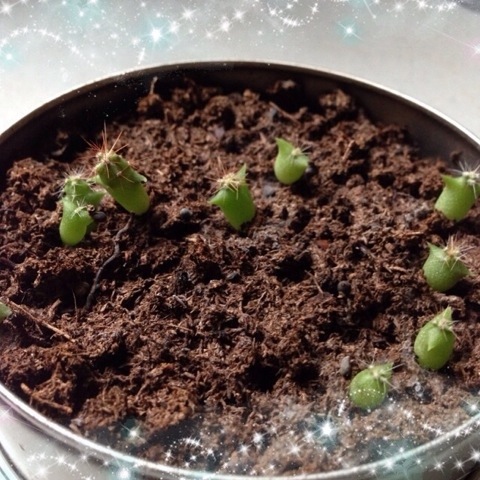 今日のマルさぼ 20140925 121426 今日のマルさぼ