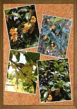 もしかして今までで一番早い? 20140928 125242 もしかして今までで一番早い?