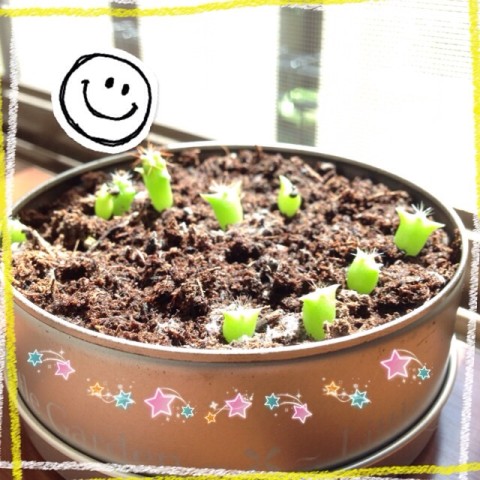 image10 480x480 今日のマルさぼ