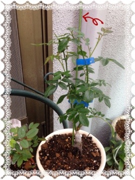 リュータン、着々と育っています 20141005 002109 リュータン、着々と育っています