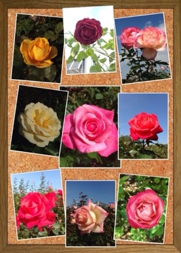 秋バラの咲くローズガーデンで「香りのバラ」をめぐってきました(京成バラ園) 20141026 012030 秋バラの咲くローズガーデンで「香りのバラ」をめぐってきました(京成バラ園)