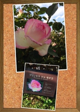 秋バラの咲くローズガーデンで「香りのバラ」をめぐってきました(京成バラ園) 20141026 012115 秋バラの咲くローズガーデンで「香りのバラ」をめぐってきました(京成バラ園)