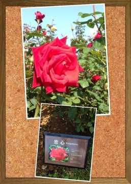 秋バラの咲くローズガーデンで「香りのバラ」をめぐってきました(京成バラ園) 20141026 012137 秋バラの咲くローズガーデンで「香りのバラ」をめぐってきました(京成バラ園)