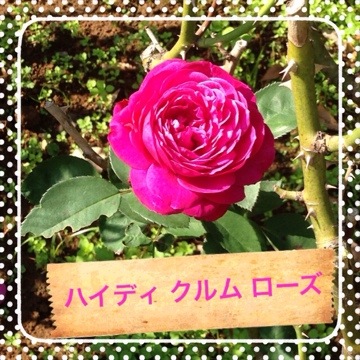 秋バラの咲くローズガーデンで「香りのバラ」をめぐってきました(京成バラ園) 20141026 012202 秋バラの咲くローズガーデンで「香りのバラ」をめぐってきました(京成バラ園)