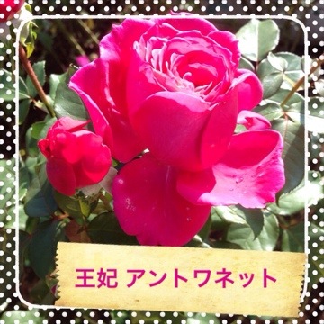 秋バラの咲くローズガーデンで「香りのバラ」をめぐってきました(京成バラ園) 20141026 012218 秋バラの咲くローズガーデンで「香りのバラ」をめぐってきました(京成バラ園)