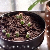 マルさぼ120日目