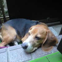 たまにびーぐる