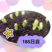 マルさぼ185日目