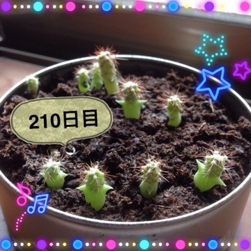 マルさぼちゃん256日目 20150126 140516 マルさぼちゃん256日目