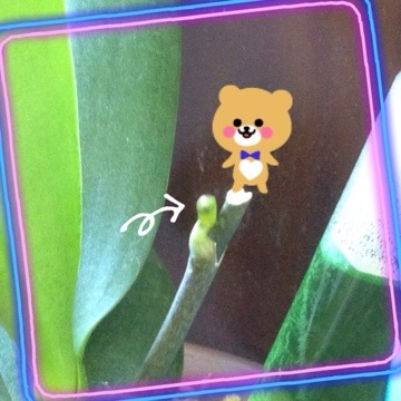 蘭、頑張りました(≧∀≦) 20150131 154904 蘭、頑張りました(≧∀≦)