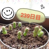 マルさぼ239日目