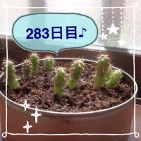 マルさぼ283日目