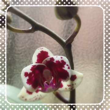 蘭、頑張りました(≧∀≦) 20150415 181555 蘭、頑張りました(≧∀≦)